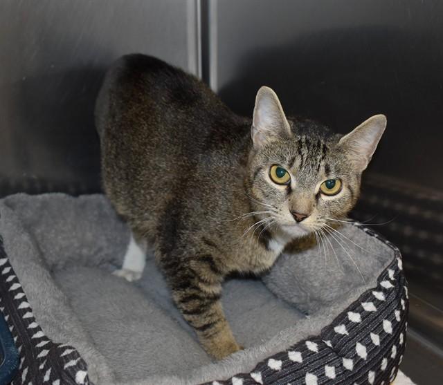 BRI, Adoptable, Young Female Domestic Short Hair.