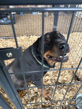 Salsa, Adoptable, Young Female Rottweiler.