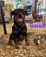 Salsa, Adoptable, Young Female Rottweiler.