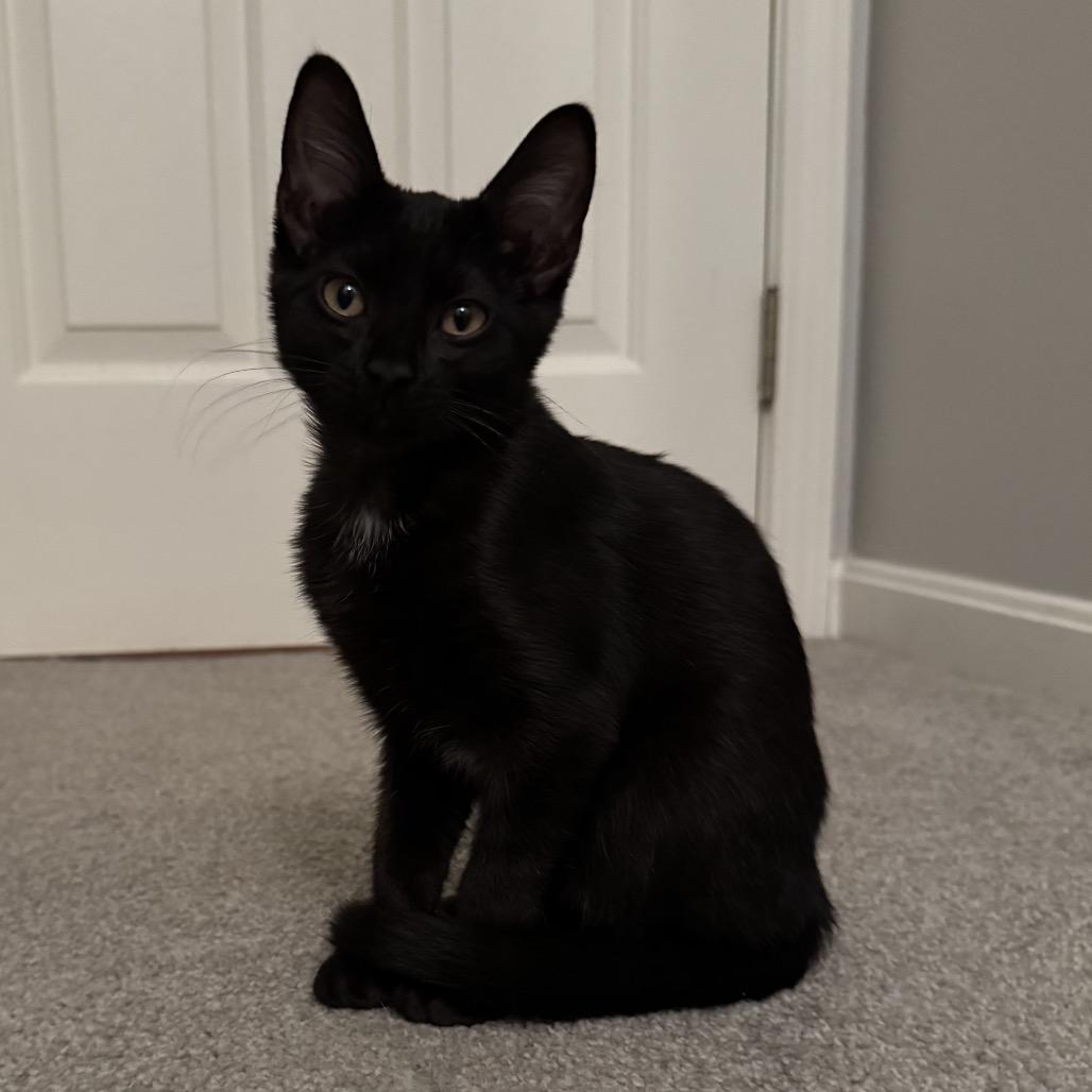 Enlarge Zelda, a Adoptable Domestic Short Hair in La Grange, KY image 1/1