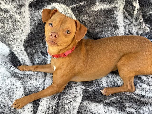 Enlarge FRANCO, a Adoptable Chihuahua in Ojai, CA image 1/1