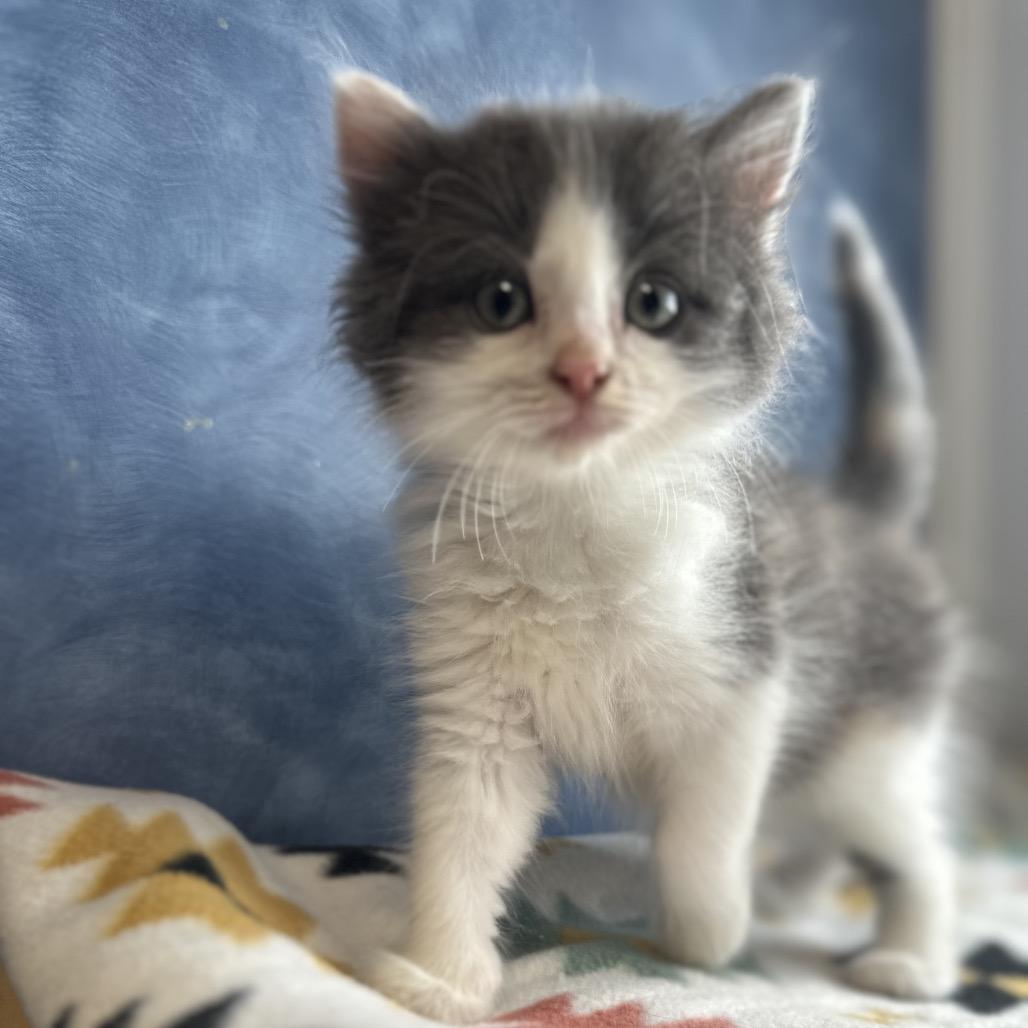 Bottlenose, an adopted Domestic Medium Hair in Clinton, IL image 4/4