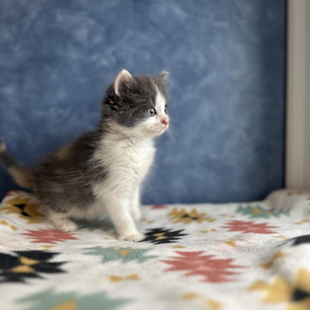 Bottlenose, an adopted Domestic Medium Hair in Clinton, IL image 2/4