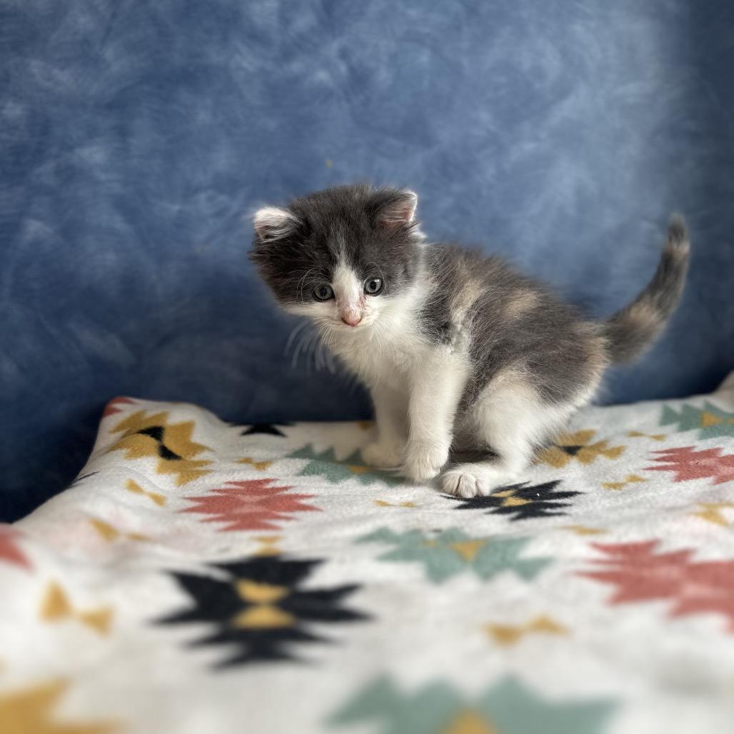 Bottlenose, an adopted Domestic Medium Hair in Clinton, IL image 3/4