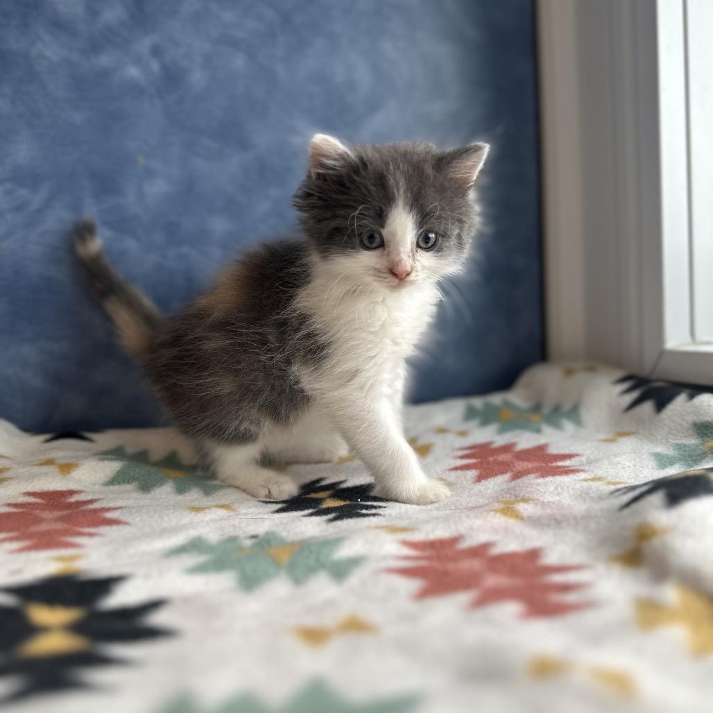 Bottlenose, an adopted Domestic Medium Hair in Clinton, IL image 1/4
