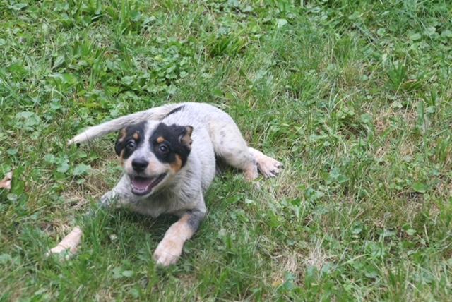 Enlarge Spot, a ADOPTABLE mixed breed in Aurora, IL image 2/5