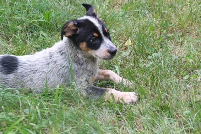Enlarge Spot, a ADOPTABLE mixed breed in Aurora, IL image 3/5