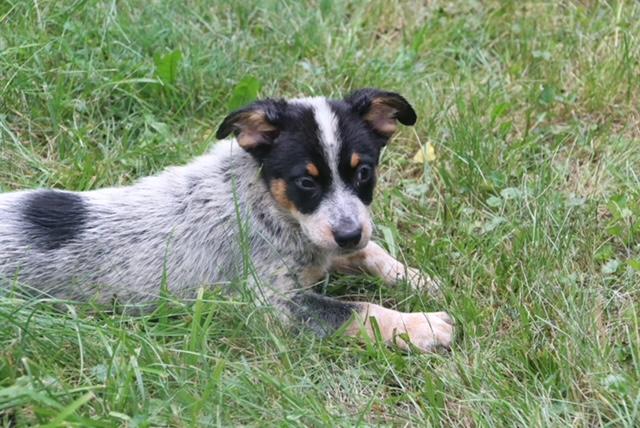 Spot, ADOPTABLE, Puppy Female Cattle Dog.