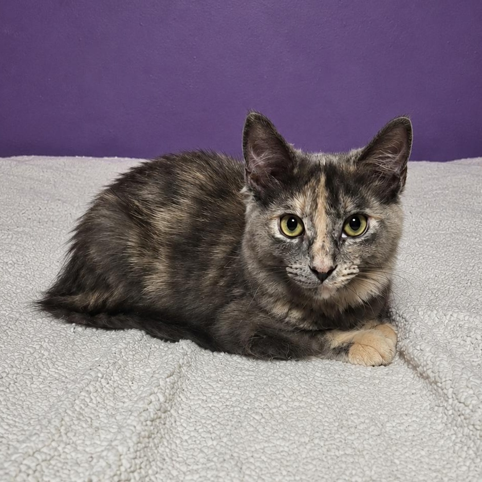Enlarge Angel, a Adoptable mixed breed in Moriches, NY image 2/5