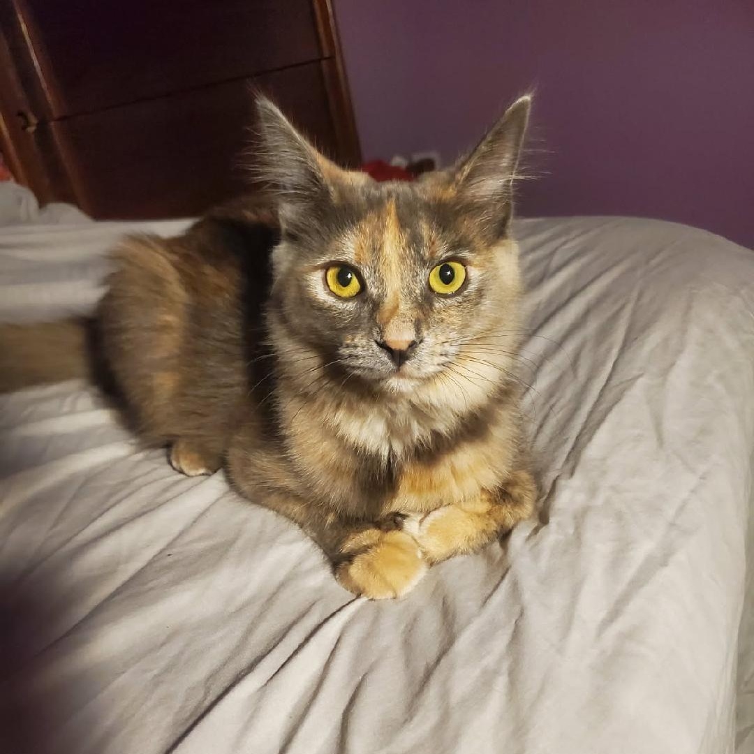Angel, Adoptable, Kitten Female Domestic Long Hair & Maine Coon.