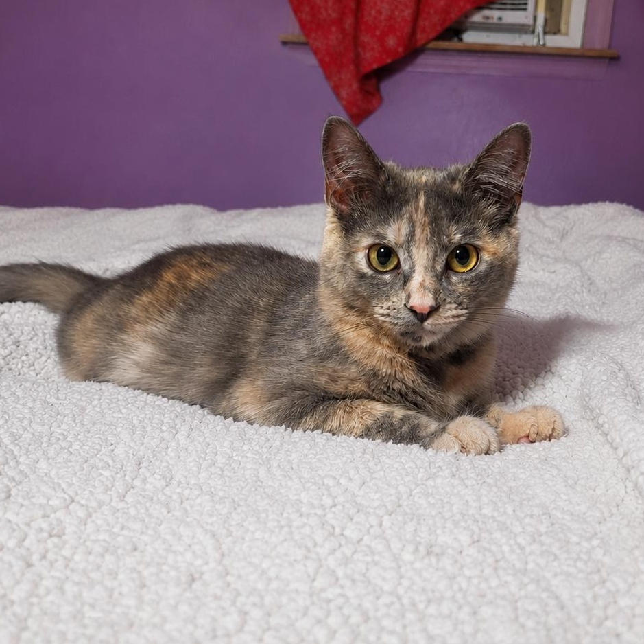 Enlarge Angel, a Adoptable mixed breed in Moriches, NY image 3/5