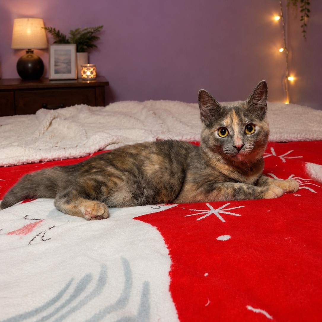 Enlarge Angel, a Adoptable mixed breed in Moriches, NY image 4/5
