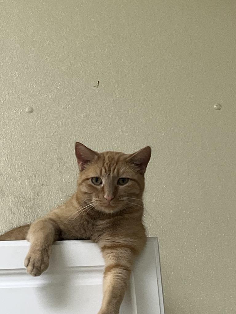 Marshall thumbnail 2