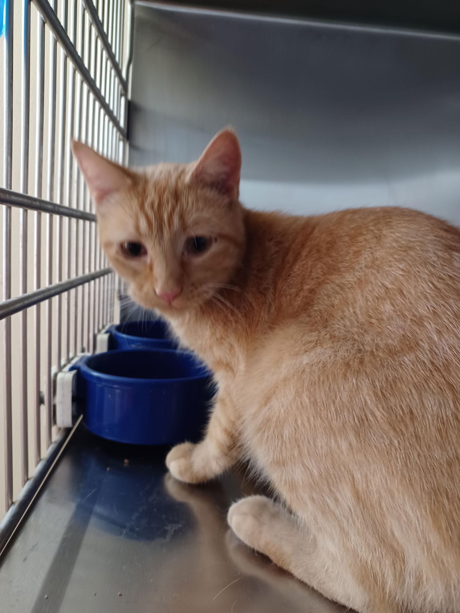 Marshall thumbnail 3