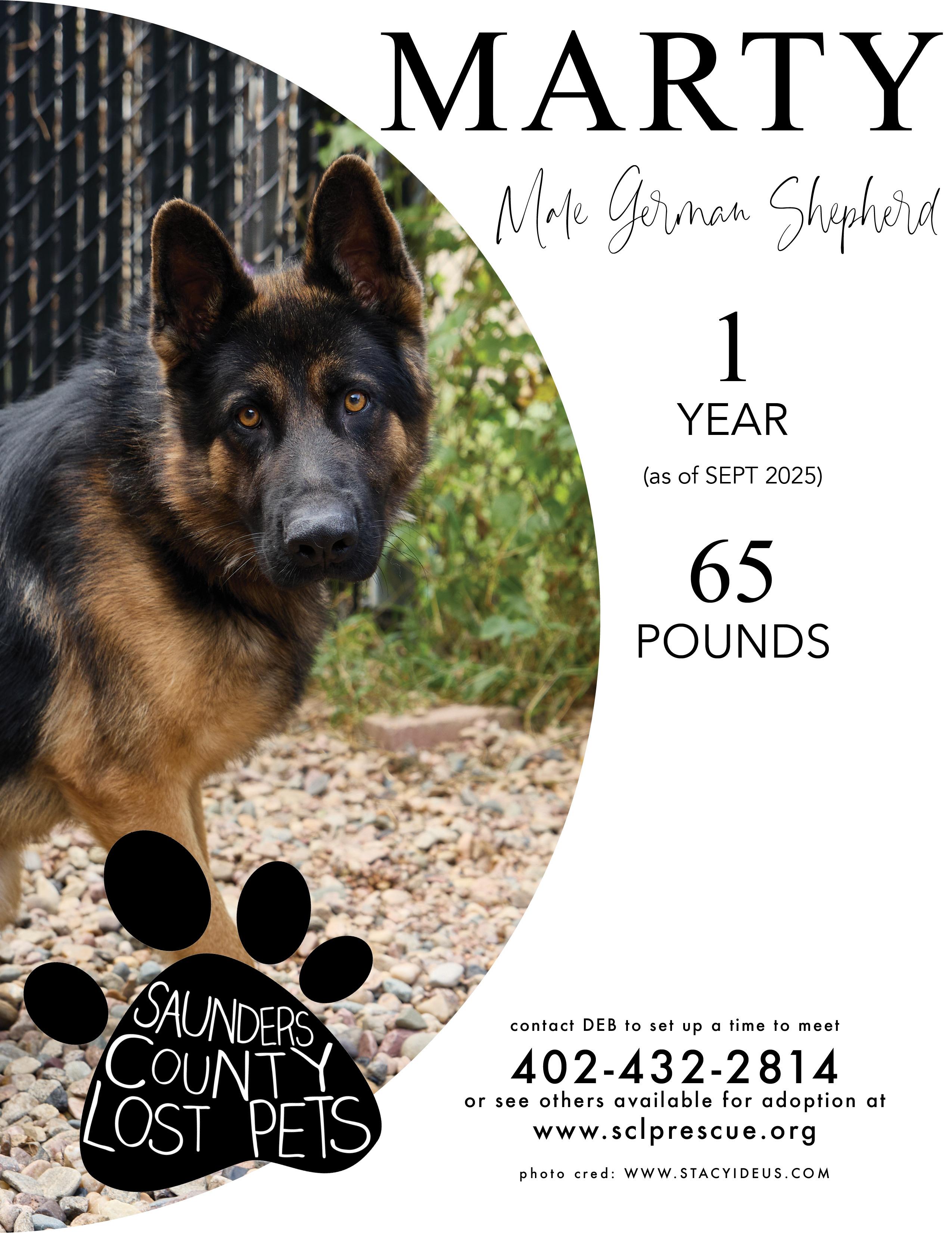 Marty, adopted, Adult Male Belgian Shepherd / Malinois.