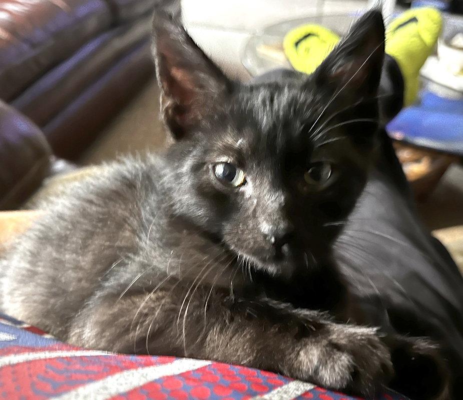 Jason, Adopted, Kitten Male Domestic Short Hair.