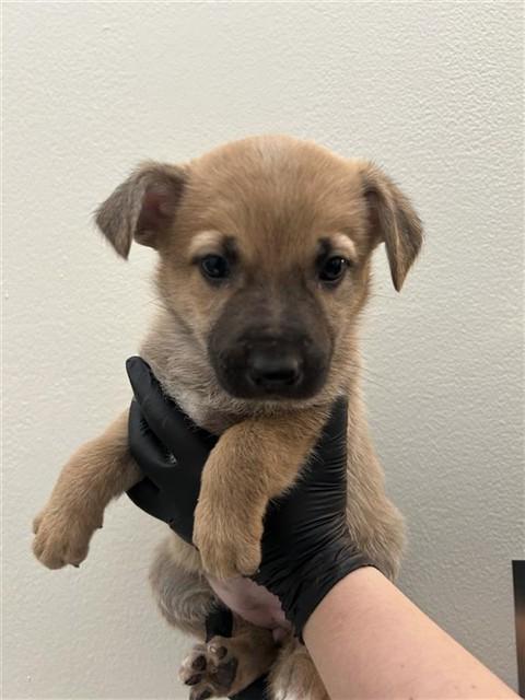 PIEROGI, Adoptable, Puppy Female Belgian Shepherd / Malinois & German Shepherd Dog.