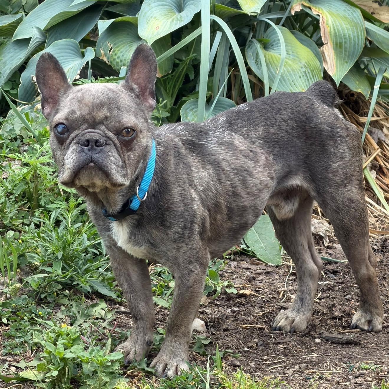 Neville, an adoptable mixed breed in Palatine, IL image 2/6