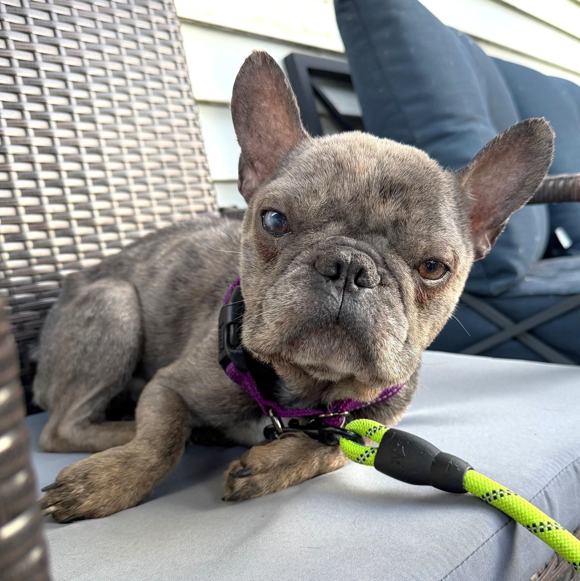 Neville, adoptable, Adult Male French Bulldog & Mixed Breed.