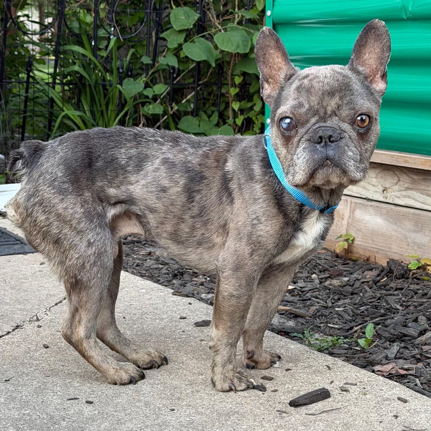 Neville, an adoptable mixed breed in Palatine, IL image 3/6
