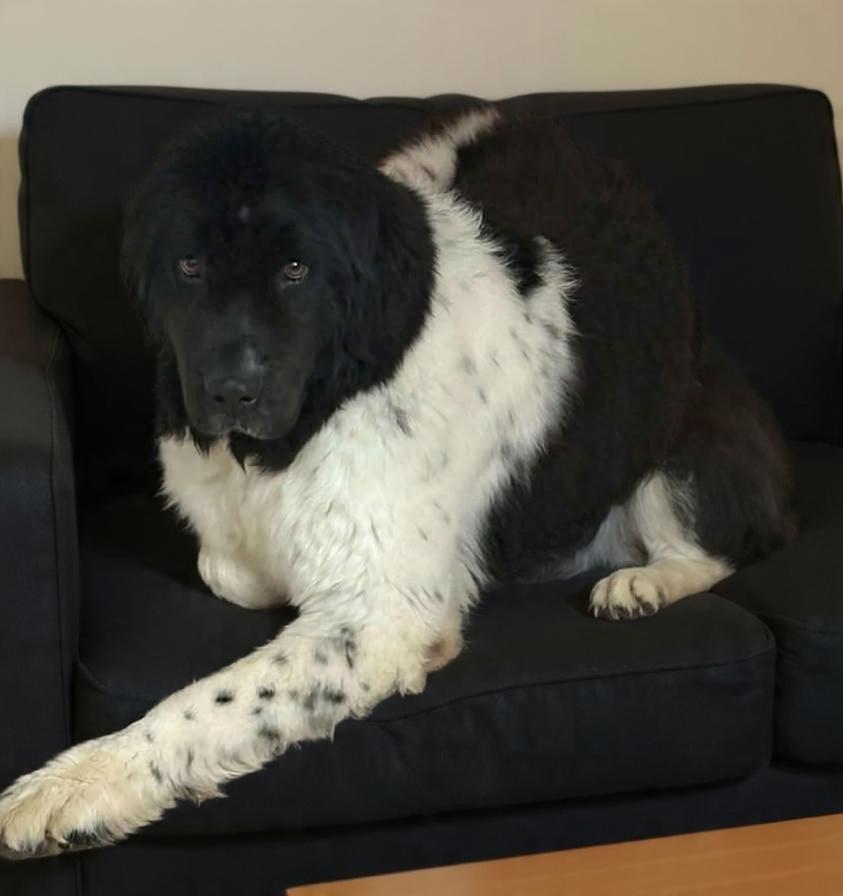 Enlarge Avery, an adoptable Newfoundland Dog in Wheelersburg, OH image 2/4