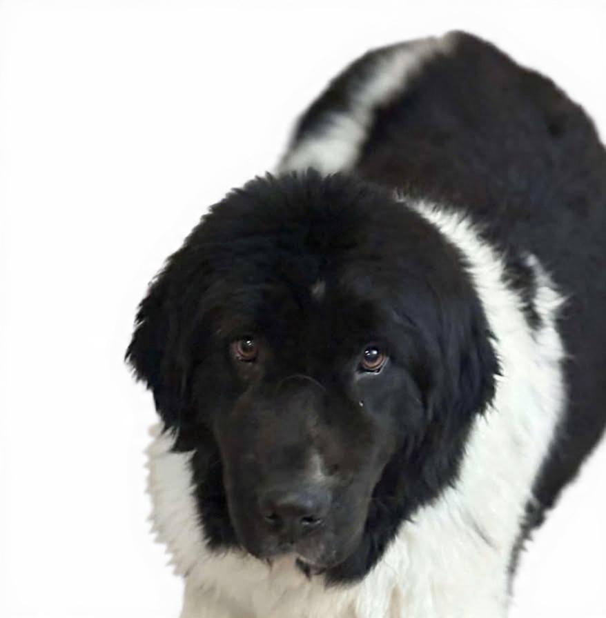 Enlarge Avery, an adoptable Newfoundland Dog in Wheelersburg, OH image 3/4