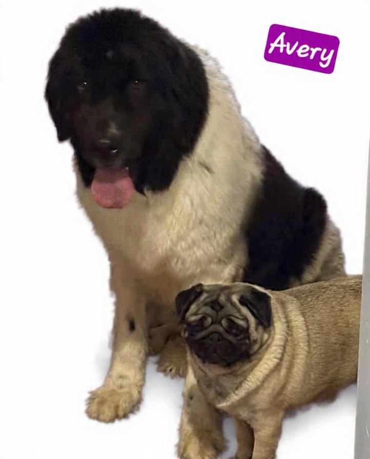 Enlarge Avery, an adoptable Newfoundland Dog in Wheelersburg, OH image 4/4