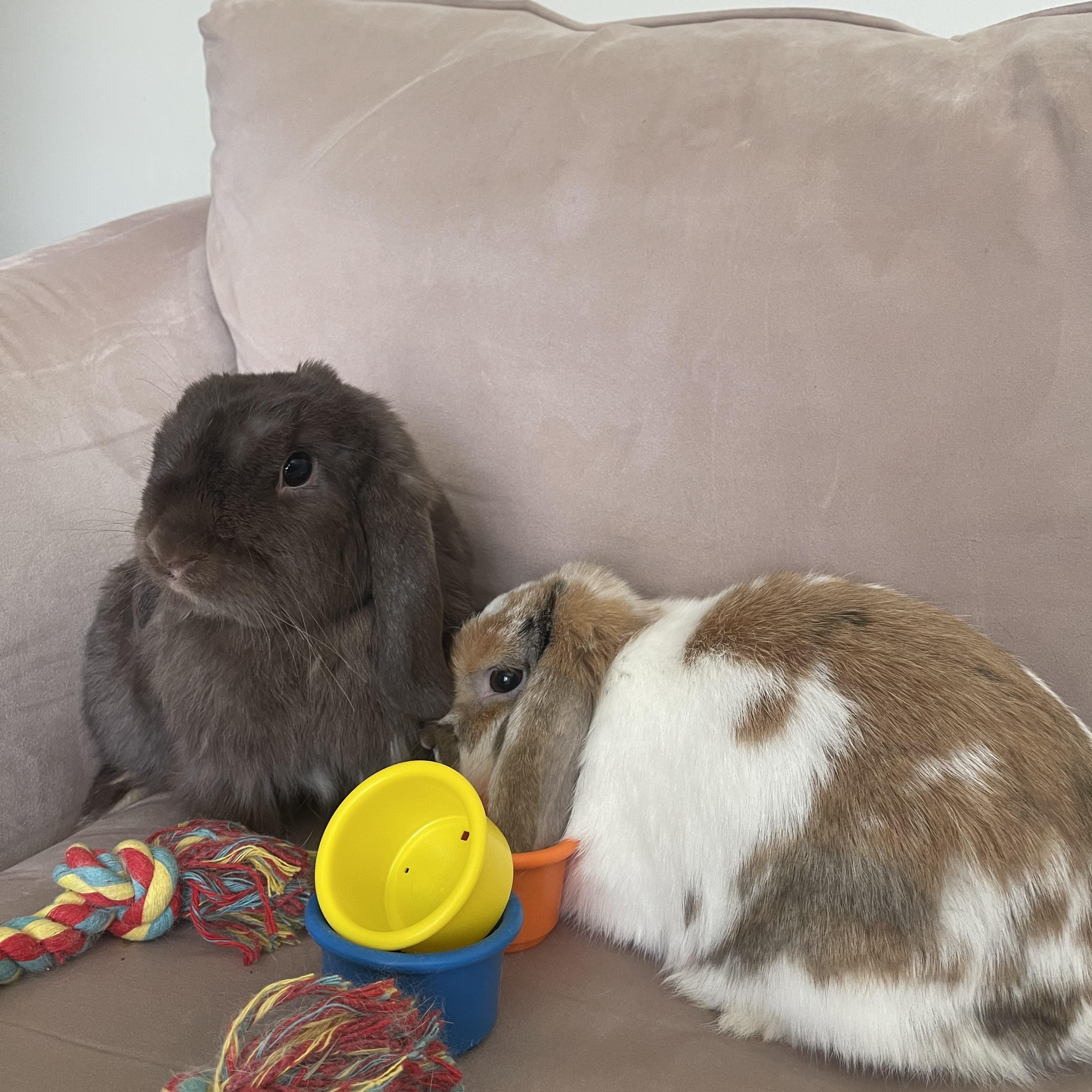 Warren, Adopted, Adult Male Mini Lop.