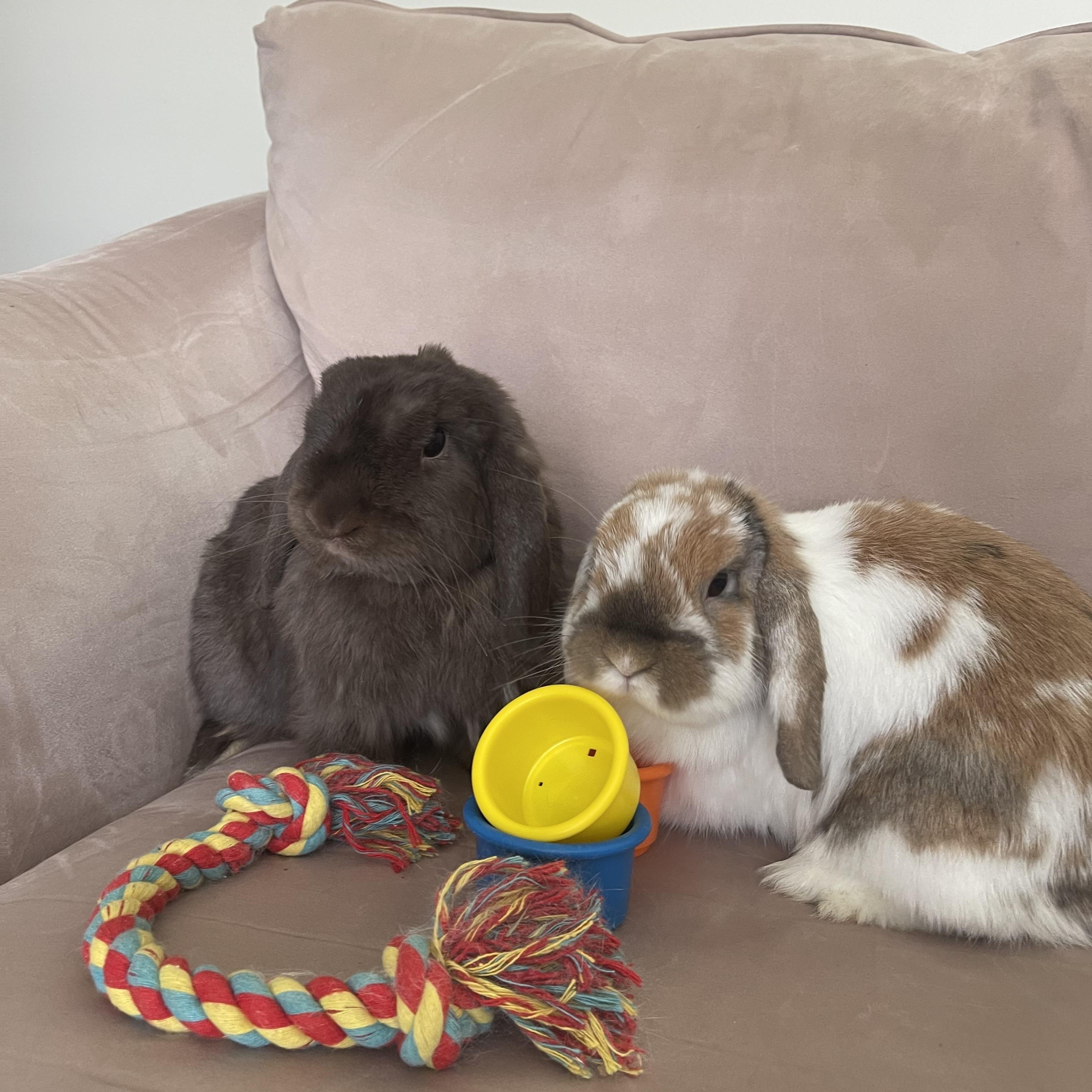 Warren, a Adopted Mini Lop in Birmingham, AL image 2/6
