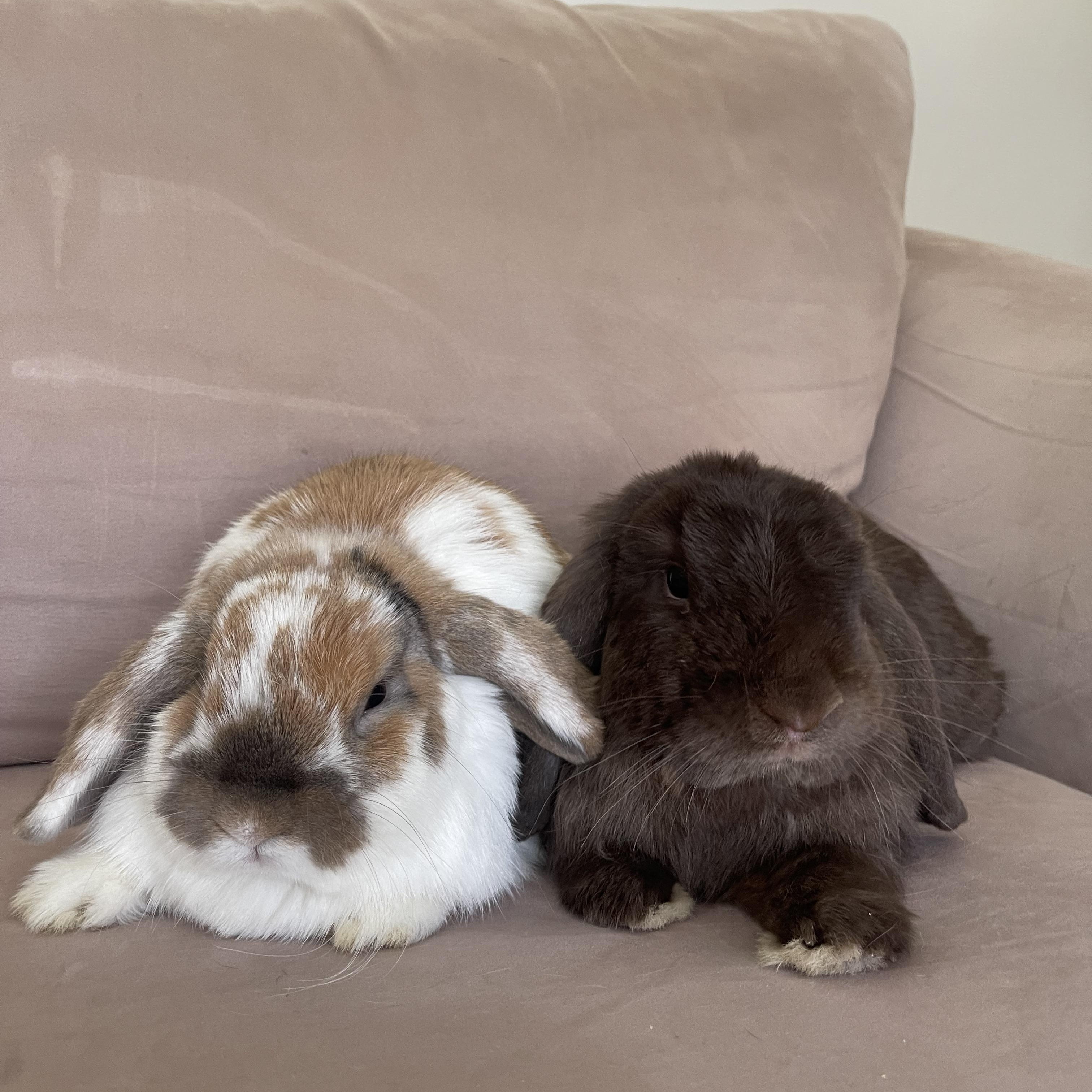 Warren, Adopted, Adult Male Mini Lop.