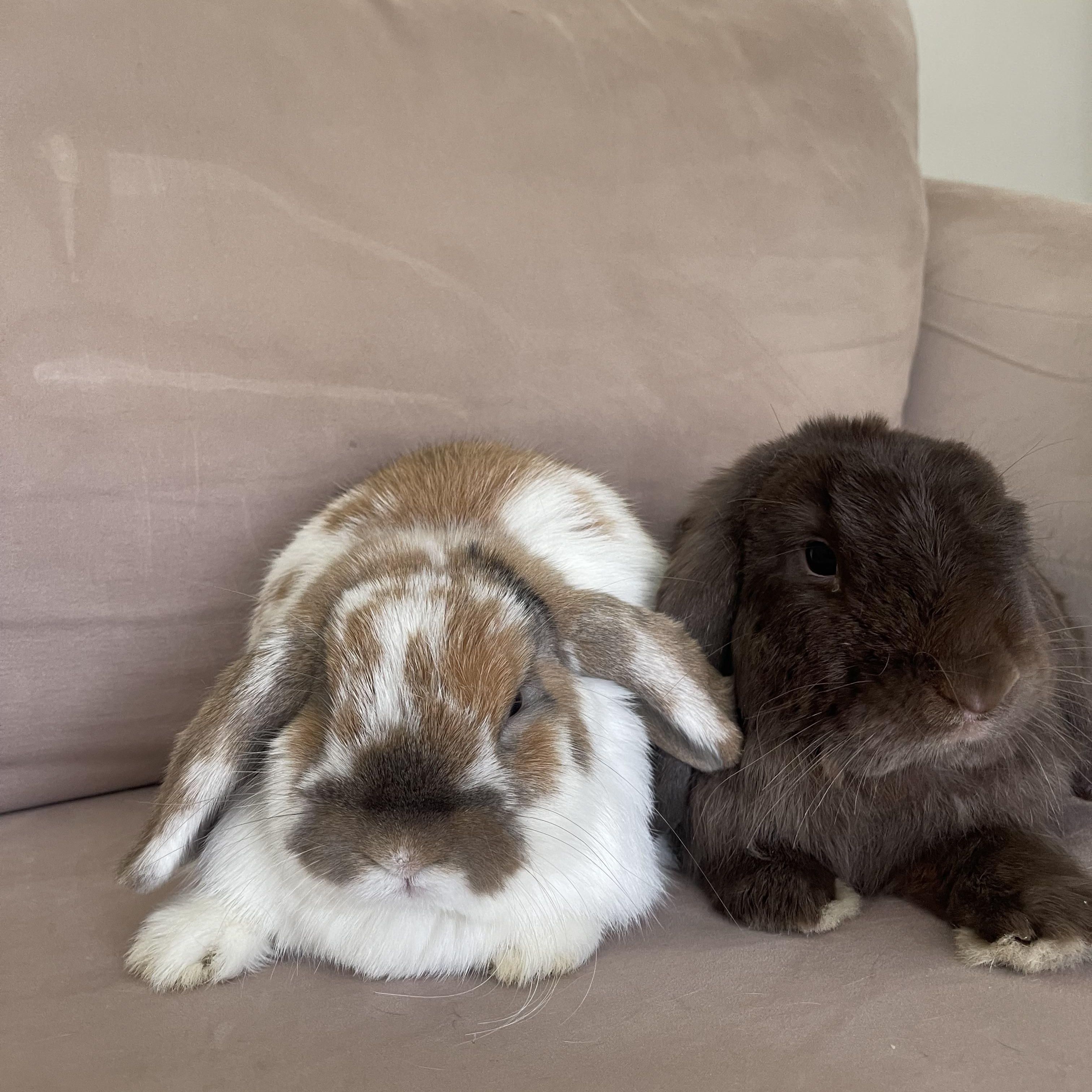 Warren, a Adopted Mini Lop in Birmingham, AL image 4/6