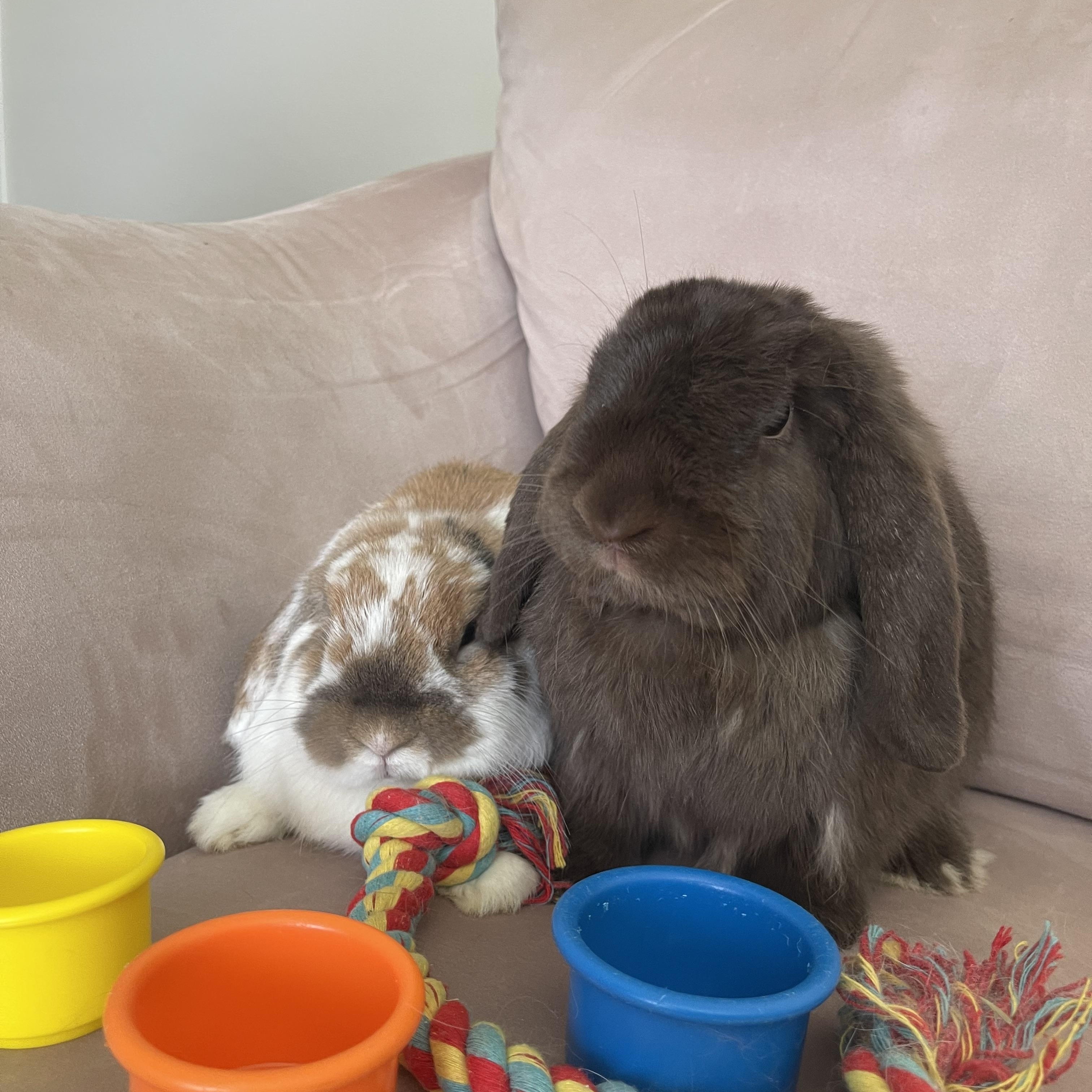 Warren, a Adopted Mini Lop in Birmingham, AL image 5/6