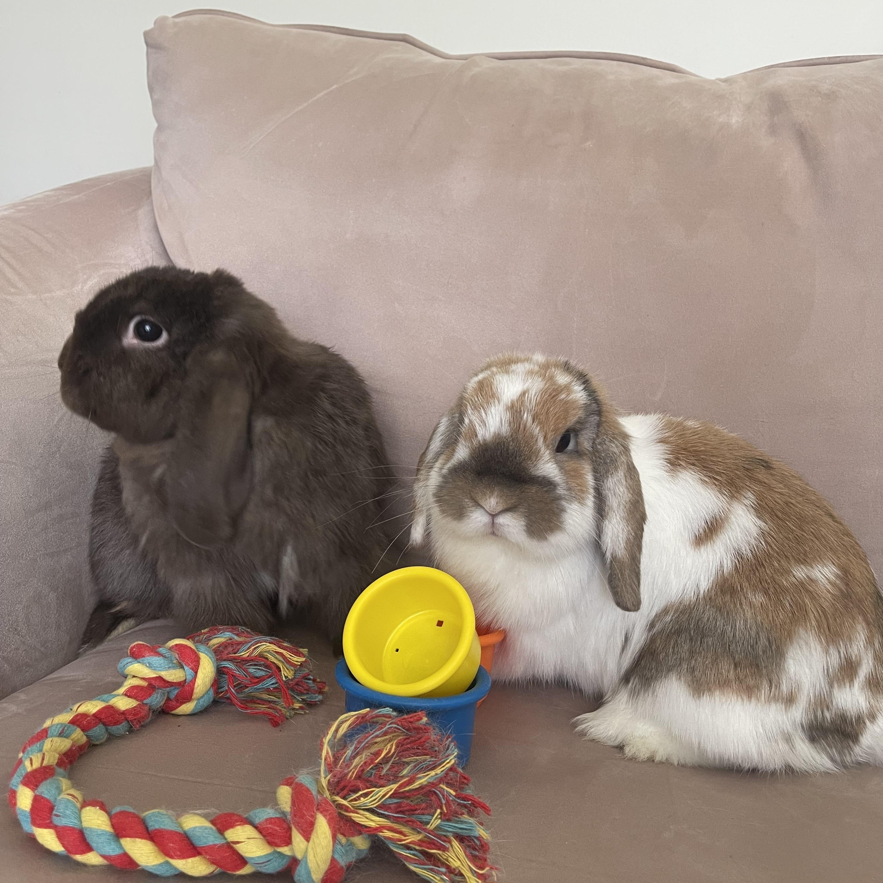 Warren, Adopted, Adult Male Mini Lop.