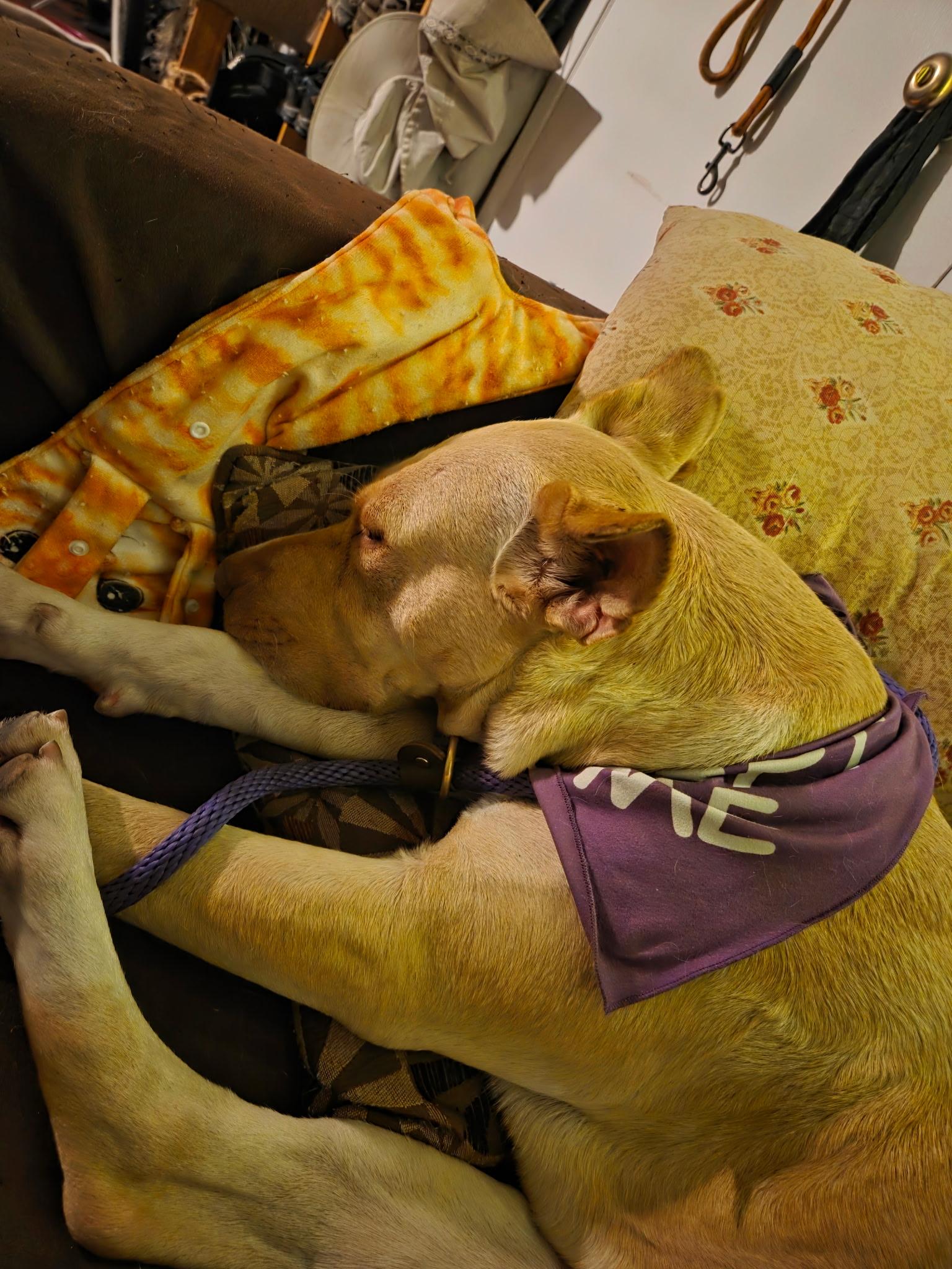 Enlarge Cleopatra, a Adoptable mixed breed in Reno, NV image 4/6