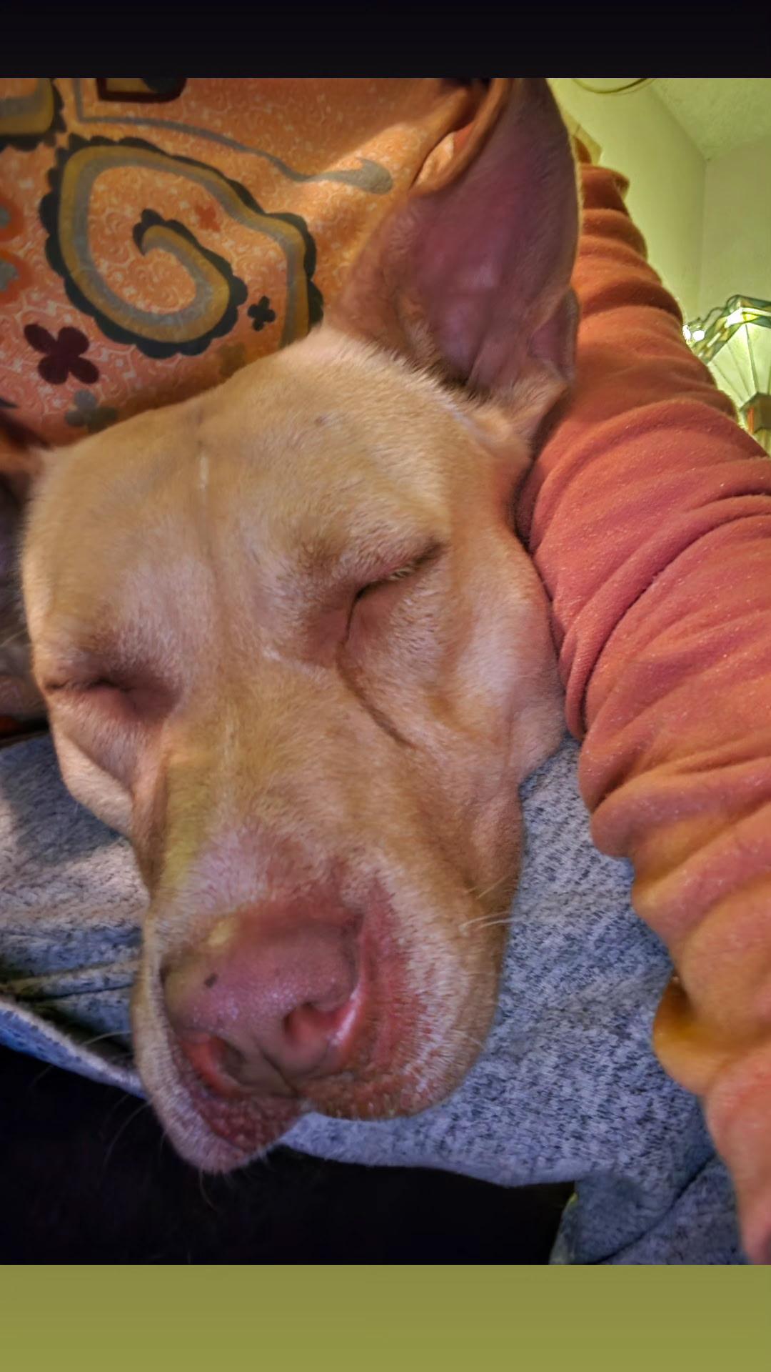 Enlarge Cleopatra, a Adoptable mixed breed in Reno, NV image 6/6