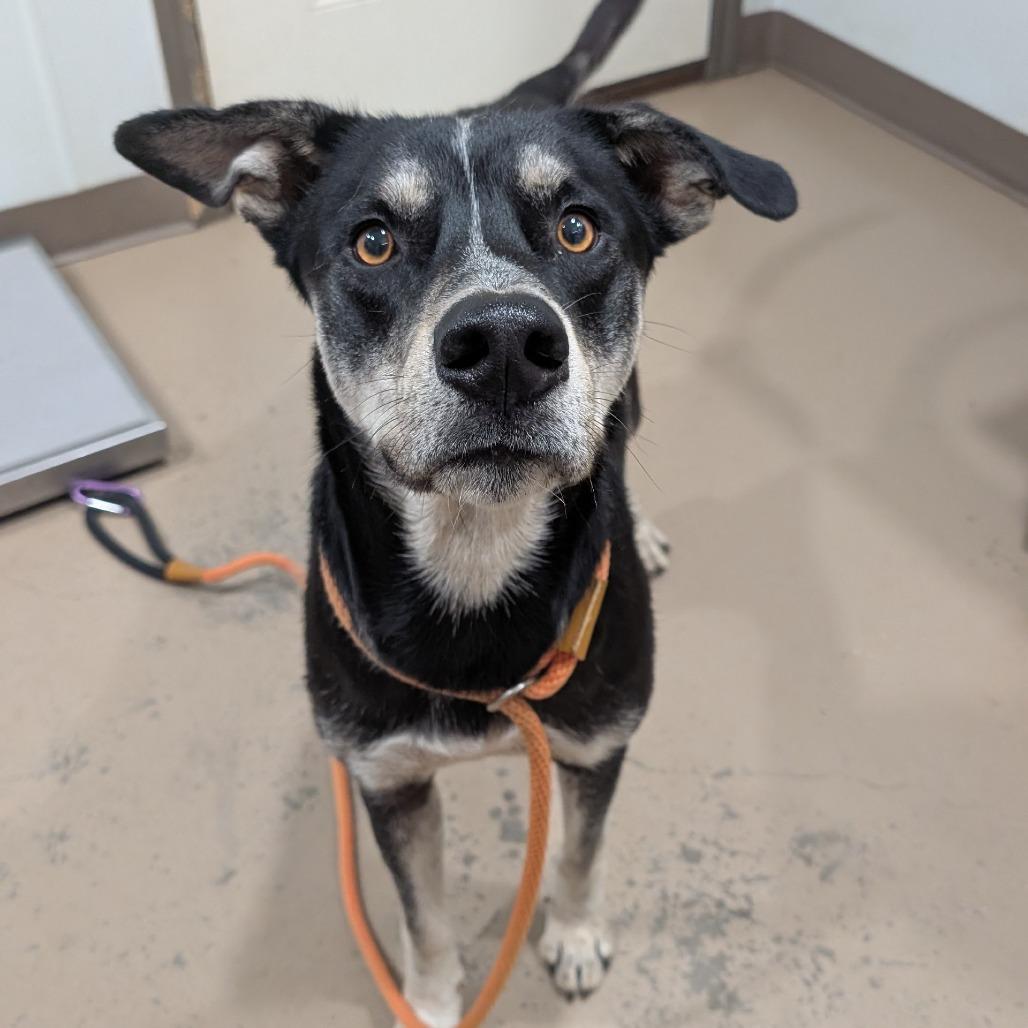 Batman, Adoptable, Adult Male German Shepherd Dog & Mixed Breed.