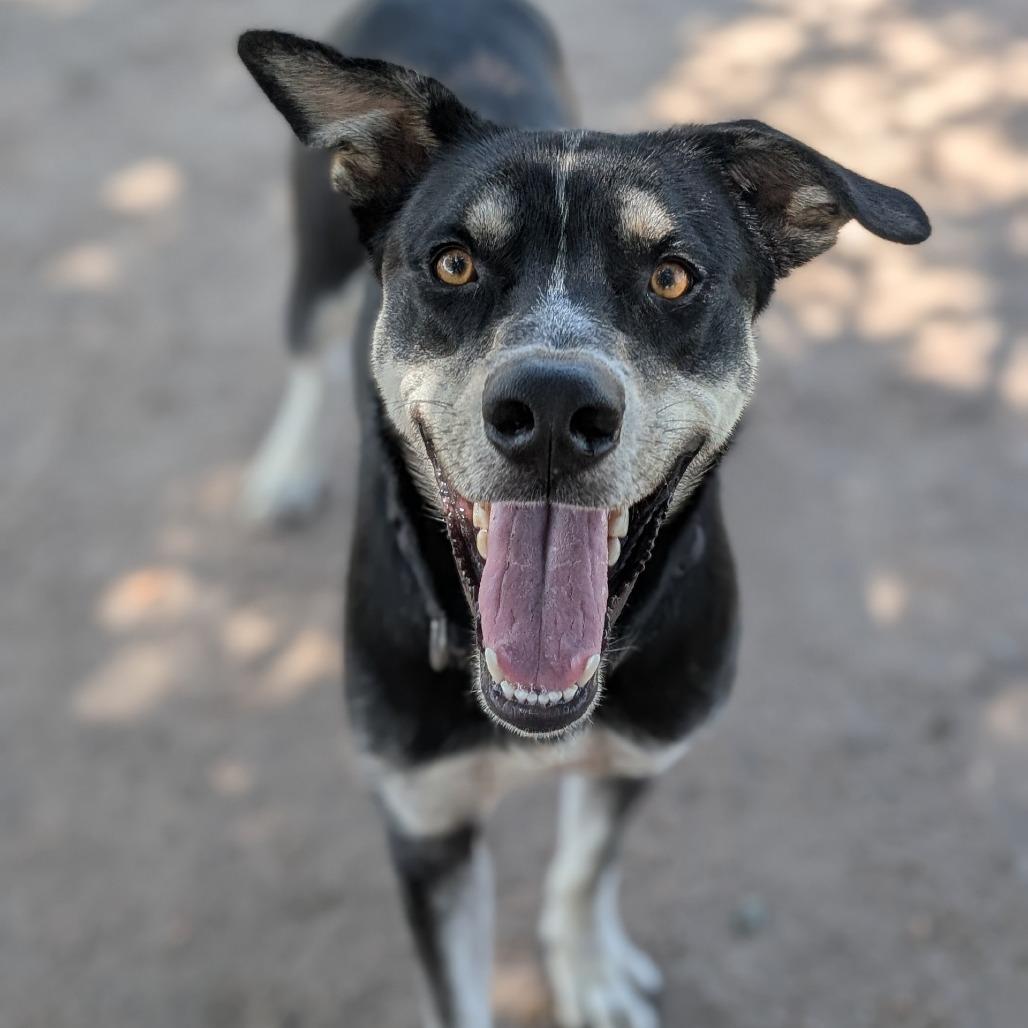 Batman, a Adoptable mixed breed in Buchanan Dam, TX image 2/2