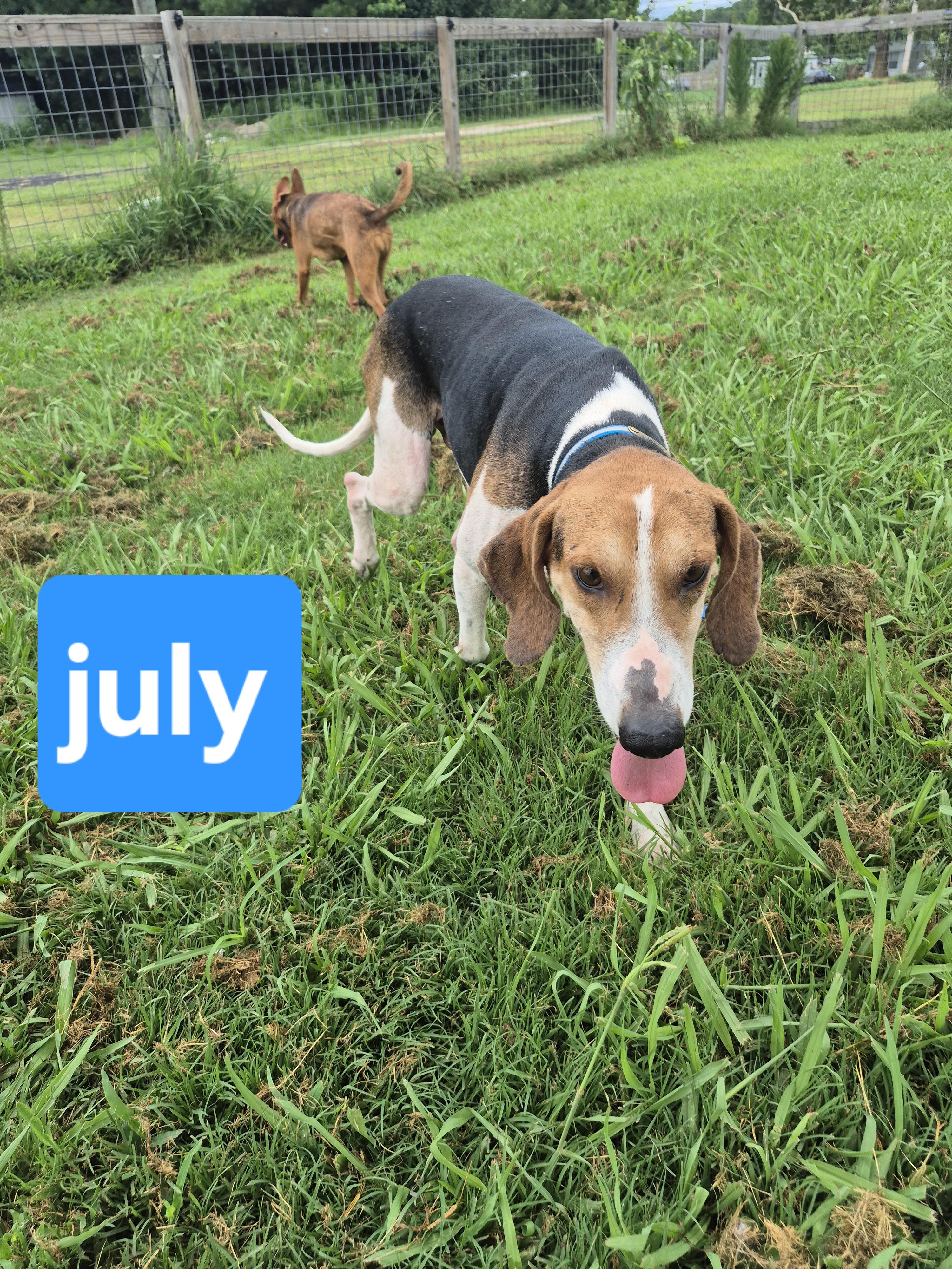 Drew, a Adoptable Treeing Walker Coonhound in Chesapeake, VA image 5/5