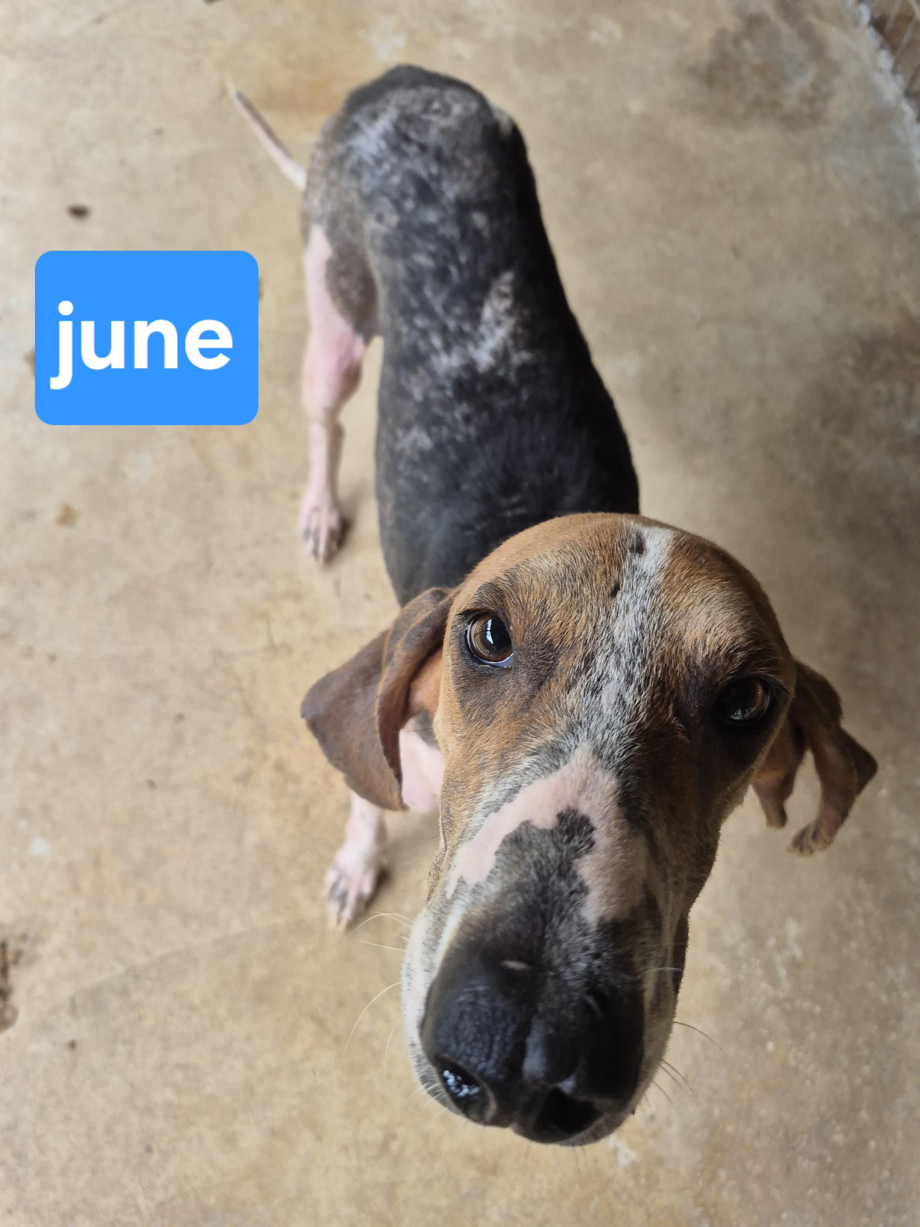 Drew, a Adoptable Treeing Walker Coonhound in Chesapeake, VA image 4/5