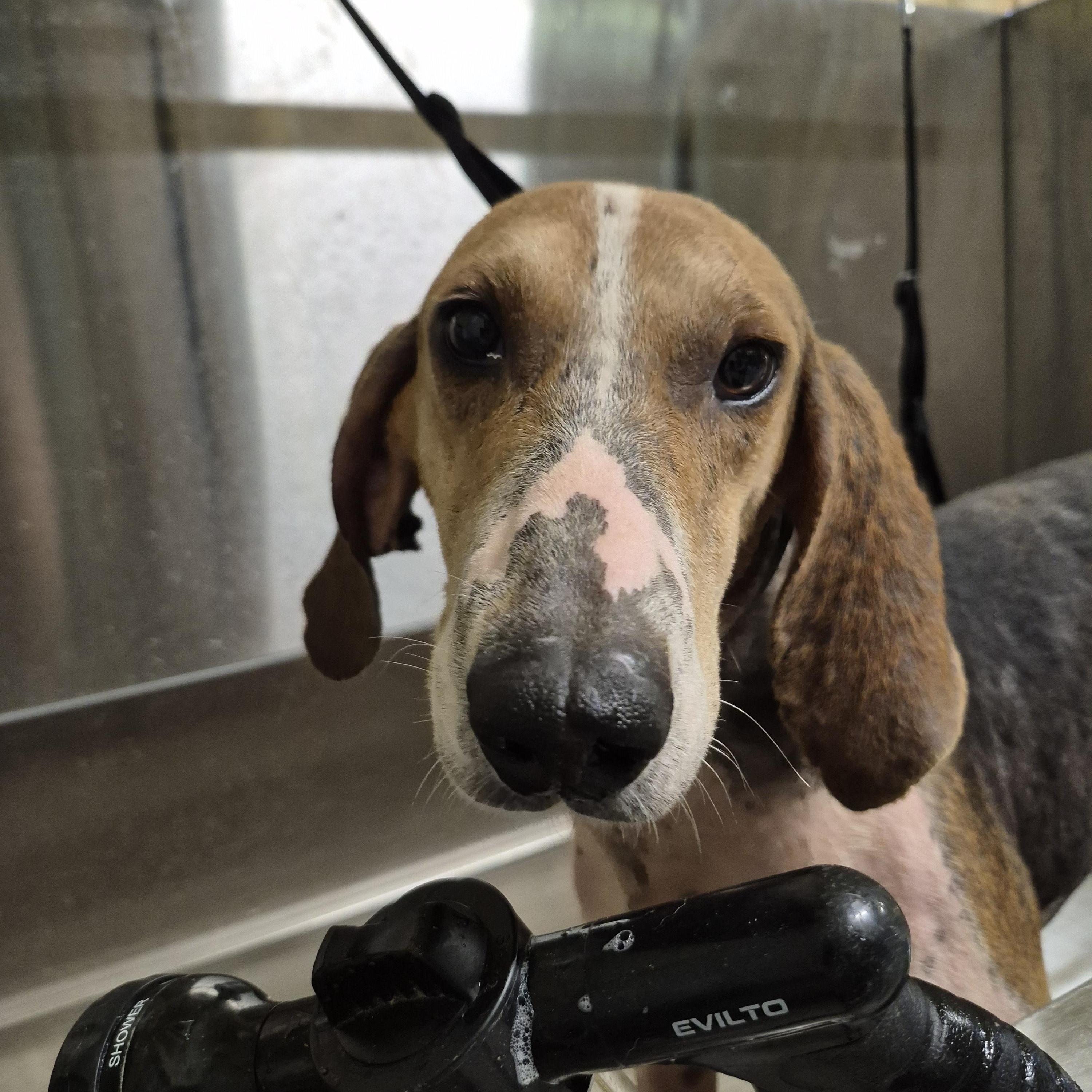 Drew, a Adoptable Treeing Walker Coonhound in Chesapeake, VA image 1/5
