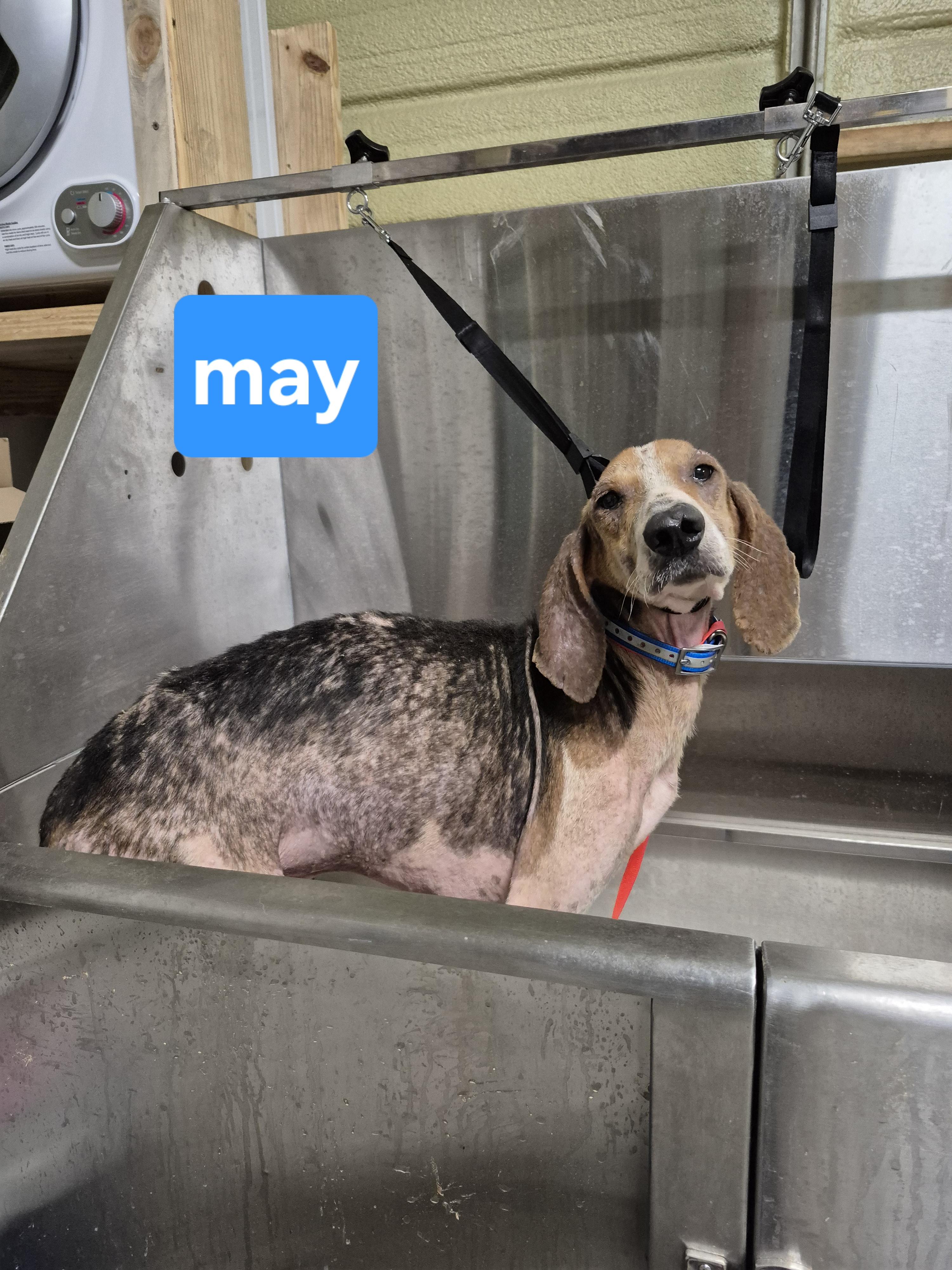 Drew, a Adoptable Treeing Walker Coonhound in Chesapeake, VA image 3/5