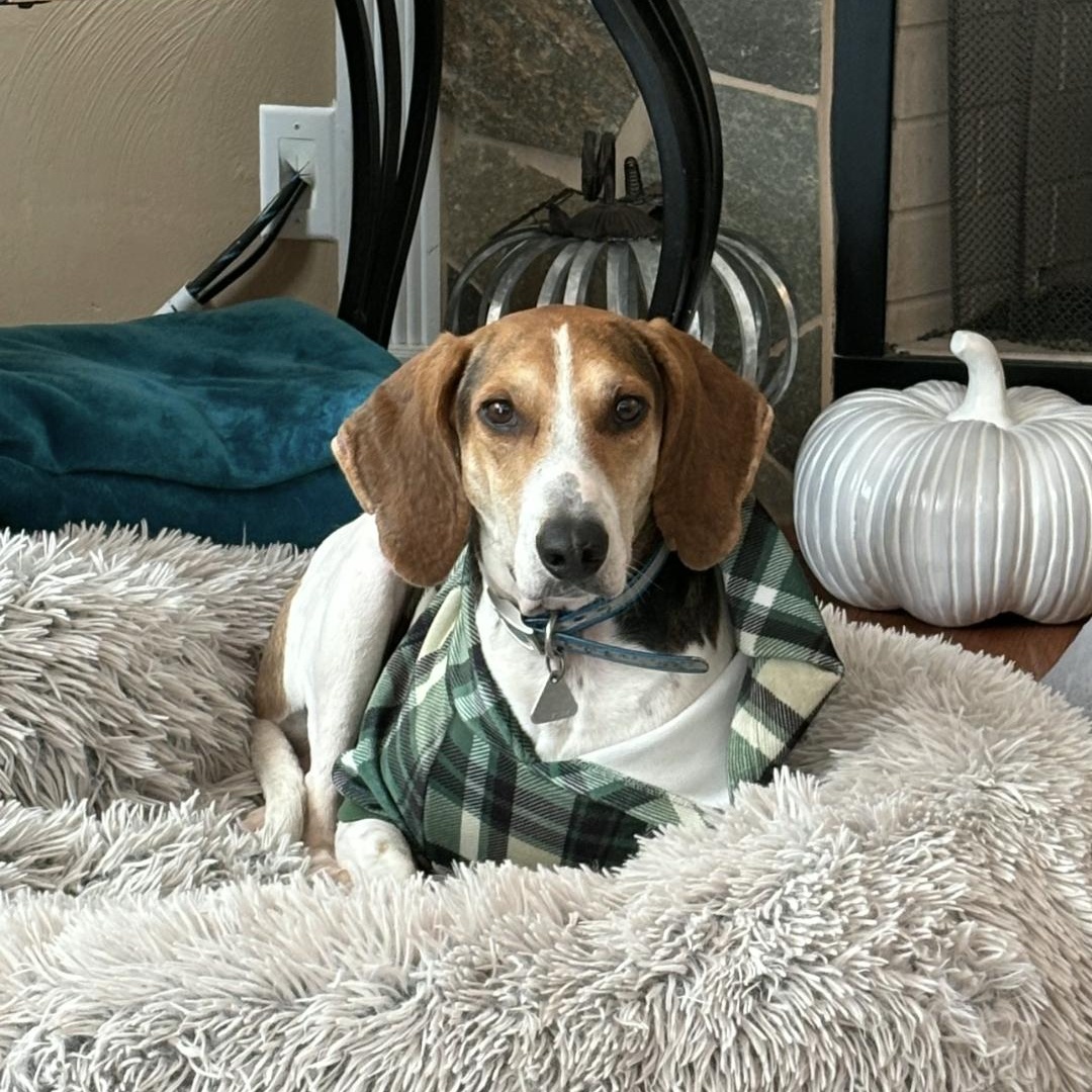 Drew, Adoptable, Adult Male Treeing Walker Coonhound.