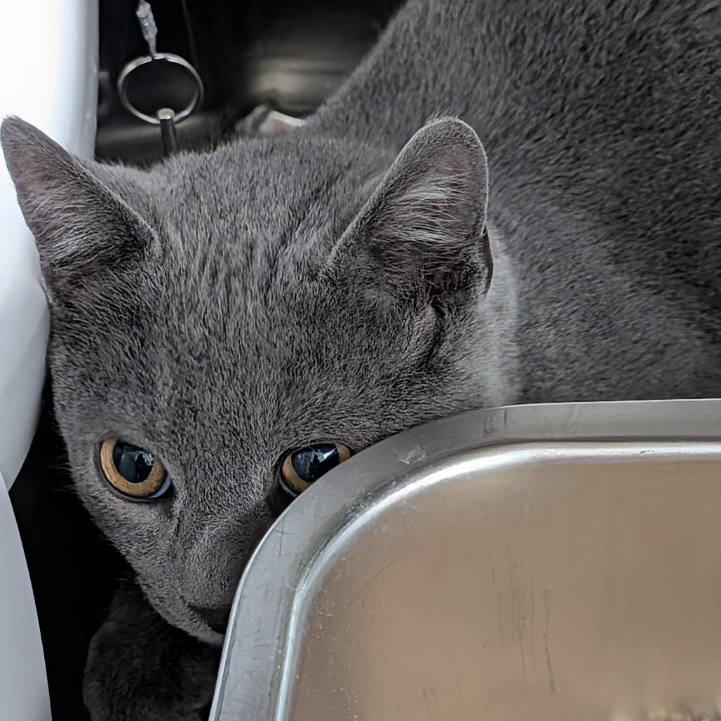 Enlarge Moon, a Adoptable Domestic Short Hair in Las Vegas, NV image 1/1