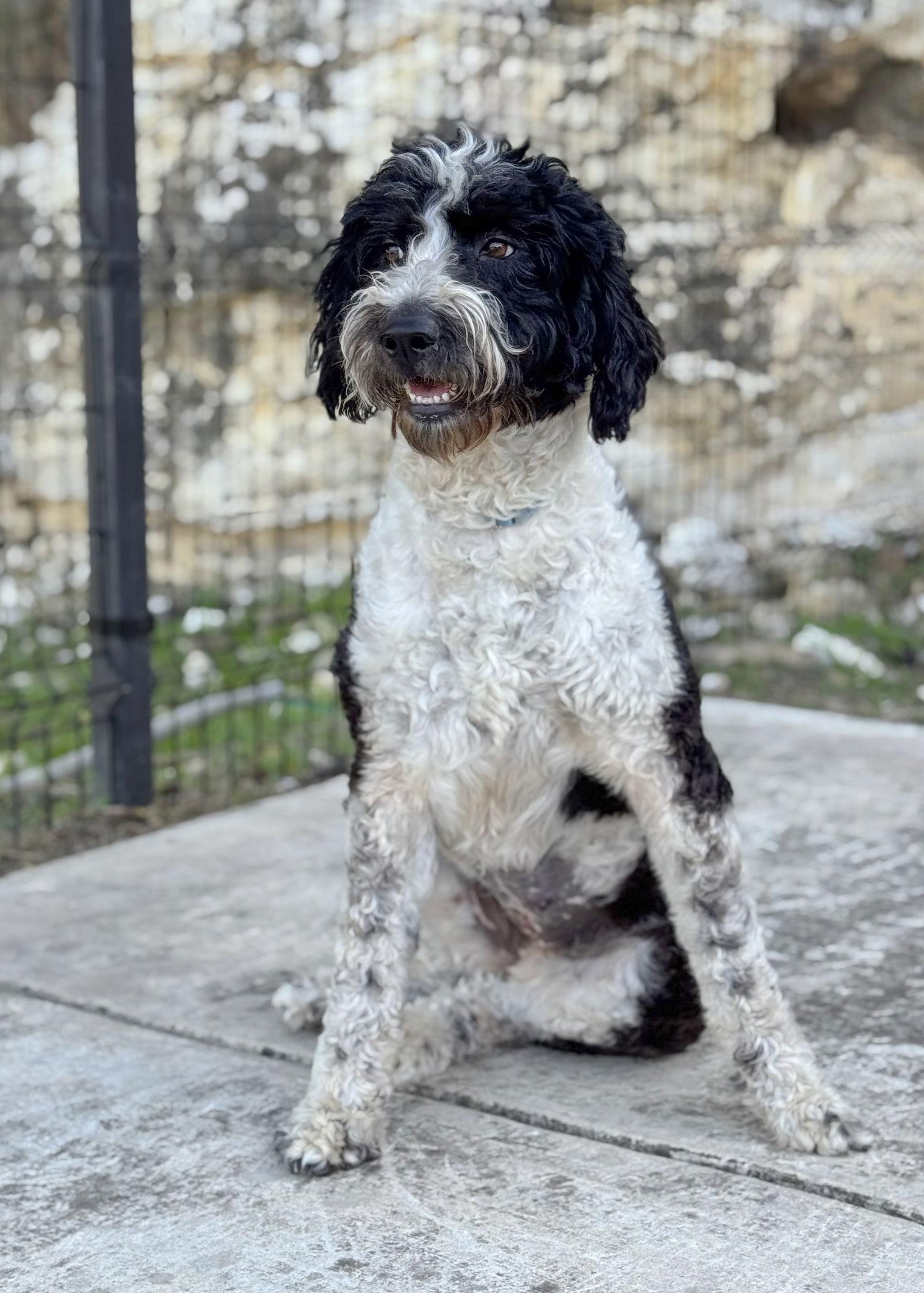 Enlarge Bindi, a Adoptable mixed breed in Helotes, TX image 1/3