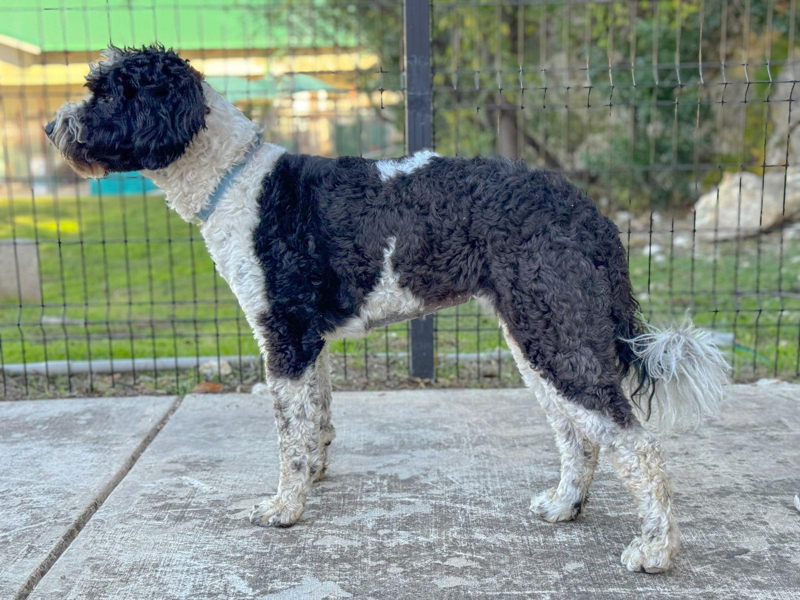 Enlarge Bindi, a Adoptable mixed breed in Helotes, TX image 2/3