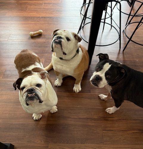 Tony, Adoptable, Adult Male English Bulldog & English Bulldog.