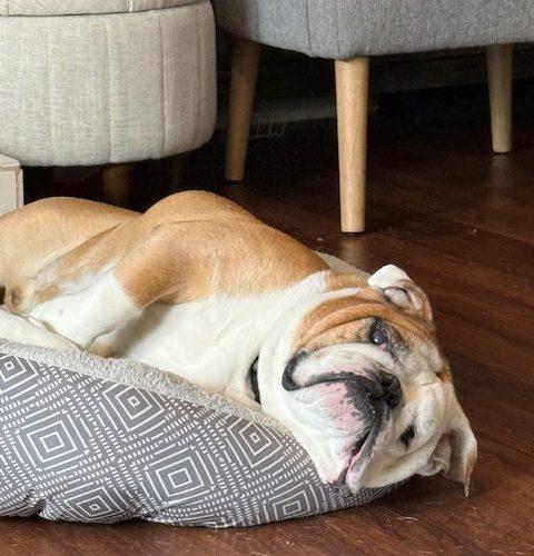 Enlarge Tony, a Adoptable mixed breed in Chicago, IL image 2/6