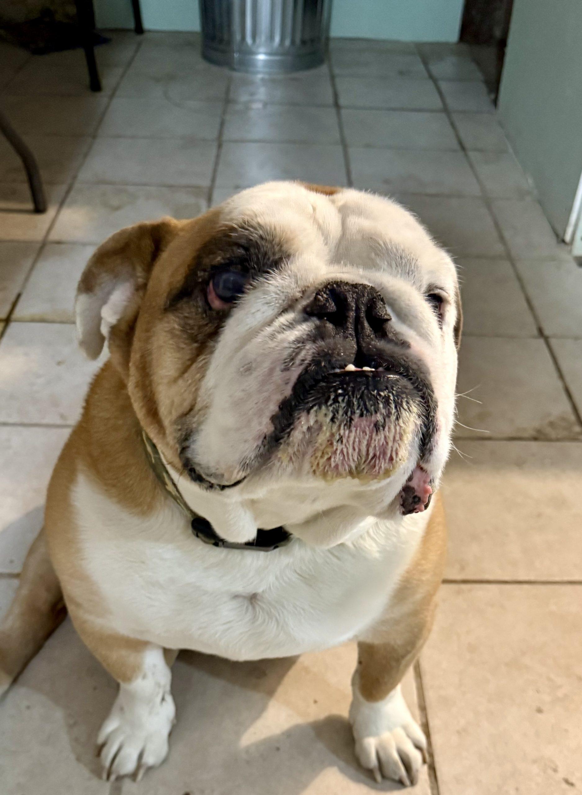 Enlarge Tony, a Adoptable mixed breed in Chicago, IL image 3/6
