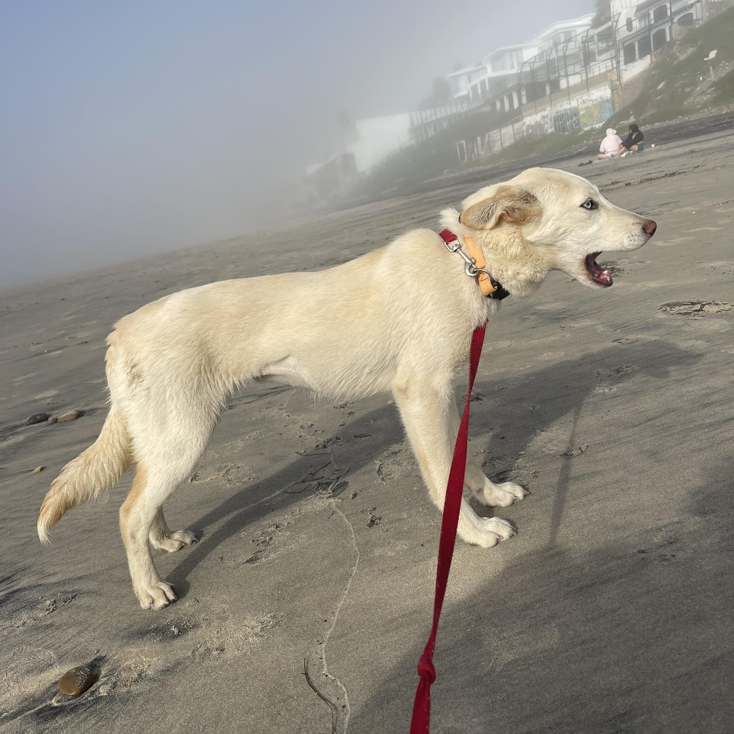 Enlarge KIRA 7 months 30 lbs, an adopted mixed breed in Aliso Viejo, CA image 6/6