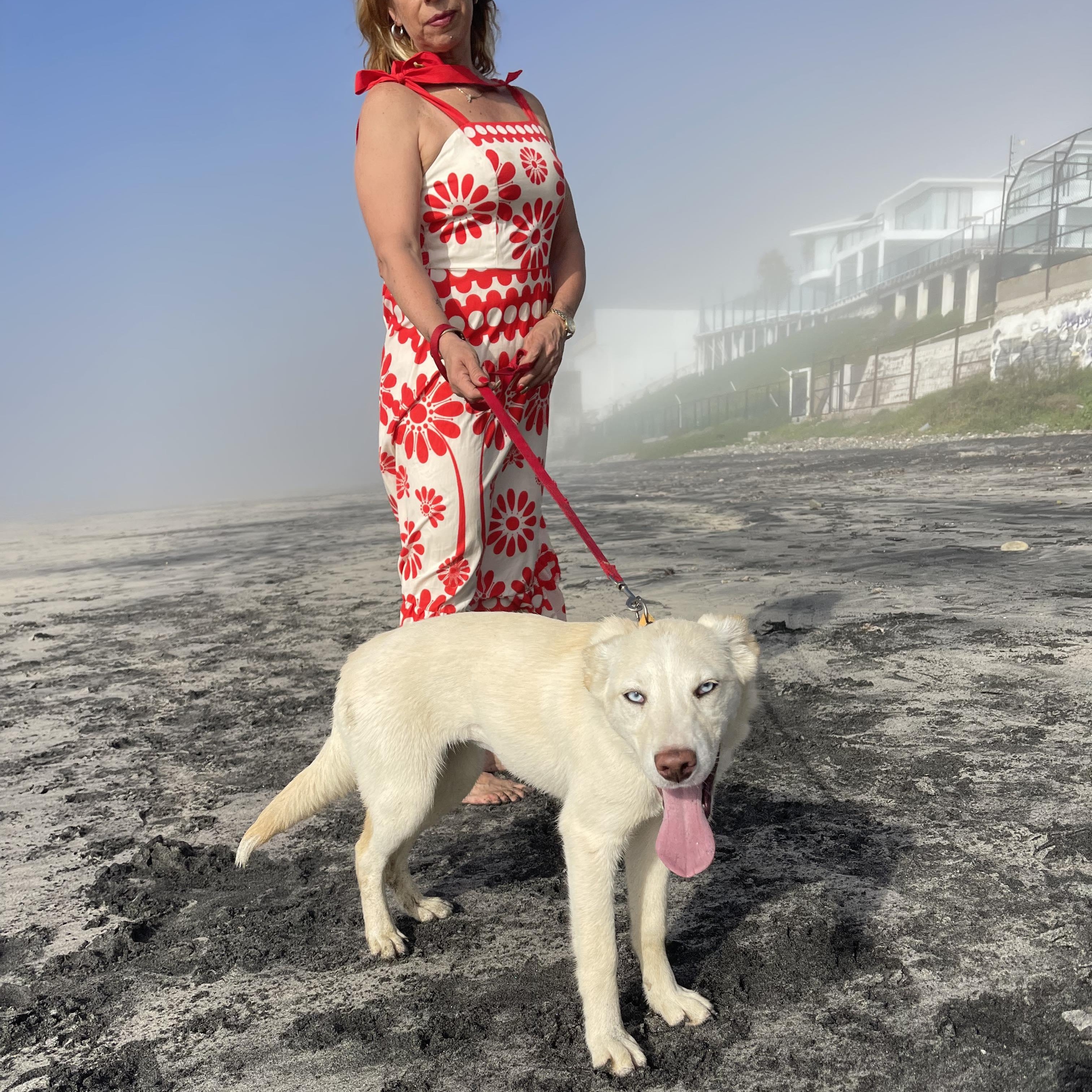 Enlarge KIRA 7 months 30 lbs, an adopted mixed breed in Aliso Viejo, CA image 4/6